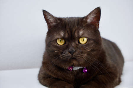 Cute black smoke british shorthair cat sitting on a white background looking across