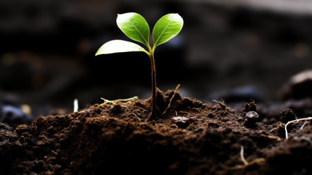 A small sapling is just emerging from the ground. Generative AIの素材
