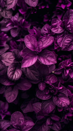 Close-up of lush purple leaves creating a beautiful and vibrant natural pattern. Ideal for backgrounds and botanical concepts.の素材
