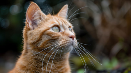 A close-up view of a cat gazing upwards with curiosity, focusing intently on something above its line of sight.の素材