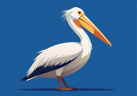 A white pelican stands on a blue background. The bird is looking to the right. The image has a calm and peaceful moodのイラスト素材