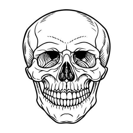 A skull with a smile on it. The skull is drawn in black and whiteのイラスト素材