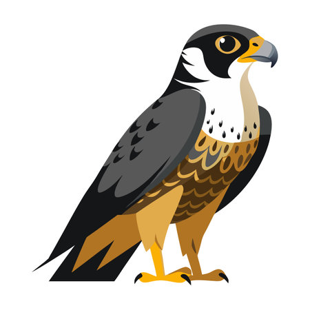 A bird with a yellow beak and orange feathers stands on a white background. The bird is looking to the rightのイラスト素材