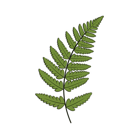The image transitions from a single fern leaf to a stylized representation with enhanced color and detail.のイラスト素材