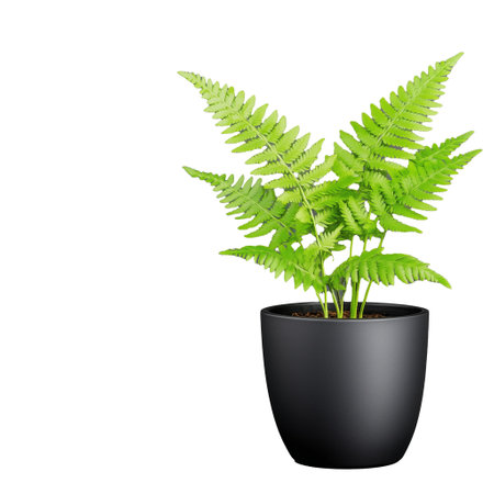 Vibrant green fern plant in a sleek black pot, perfect for adding a touch of nature to any space. The image features a transparent background for easy integration into designs.の素材