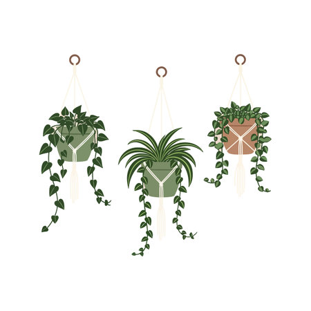 Three green leafy plants with long trailing vines hang in simple macrame holders, showcasing natural indoor decor in a clean minimalist style.のイラスト素材