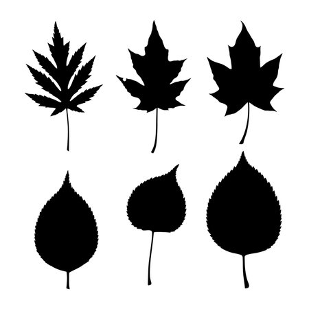 This vector features six different tree leaf silhouettes with clear shapes, suitable for nature and botanical design projects in black style. Calm mood.のイラスト素材