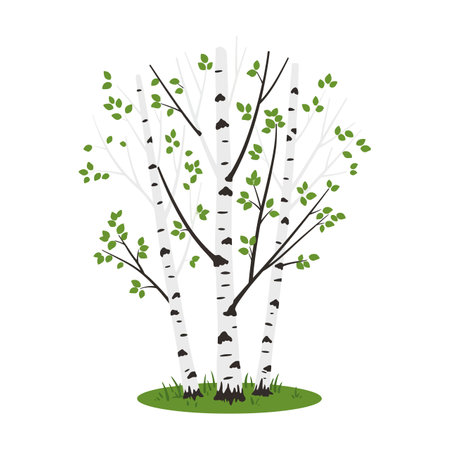 Illustration shows a cluster of birch trees with green leaves and grass, representing spring season in a simple, clean style. Calm mood.のイラスト素材