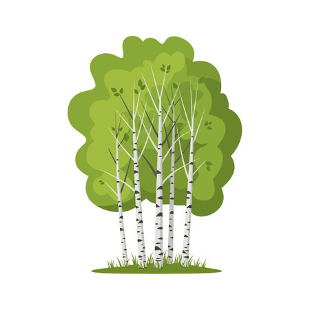 Vector shows birch trees with white trunks and green leaves in summer season, set on grass with a leafy background, natural and calm mood.のイラスト素材