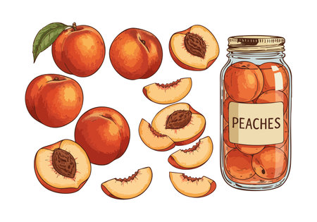 Vector illustration shows fresh whole peaches, sliced peaches, and a jar of preserved peaches, featuring orange color and natural lighting, vibrant mood.のイラスト素材