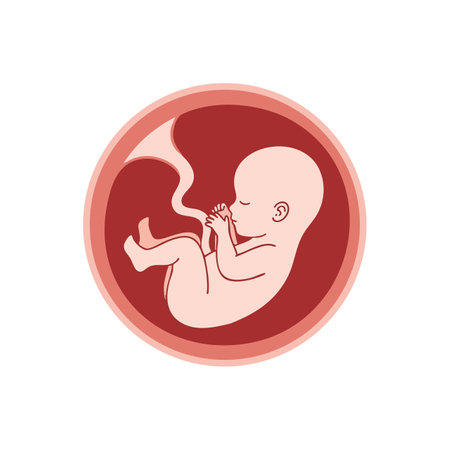 Illustration depicts a human fetus inside the womb with umbilical cord and placenta in red hues, symbolizing early life and growth. Calm mood.のイラスト素材