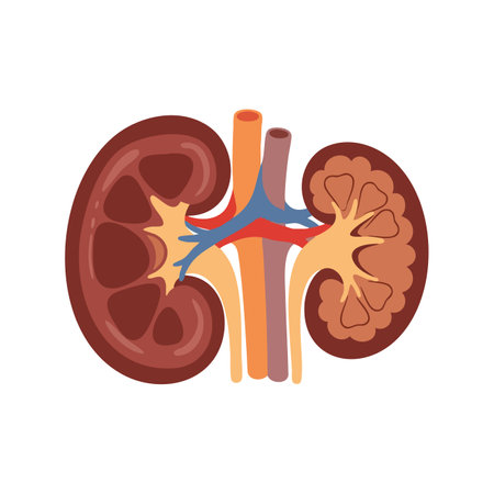 Vector illustration of human kidneys showing detailed renal anatomy and blood vessels in a clear educational style, informative and precise.のイラスト素材