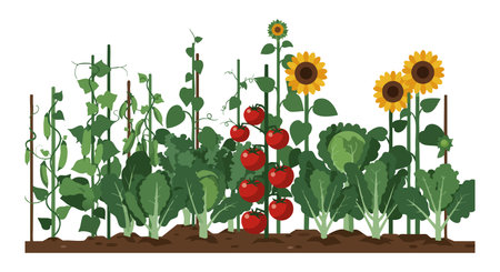 Vector illustration shows a thriving vegetable garden with ripe tomatoes and tall sunflowers, creating a fresh and vibrant atmosphere. Cheerful mood.のイラスト素材