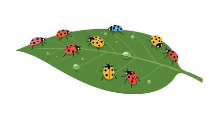 Vector illustration shows colorful ladybugs on green leaf with water drops, highlighting nature and insects in a bright, fresh composition. Cheerful mood.のイラスト素材