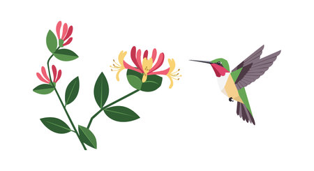 Illustration shows a hummingbird flying toward honeysuckle flowers with green leaves in a bright, natural style. The scene is peaceful and lively.のイラスト素材