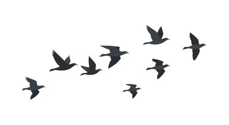 Vector shows black silhouette of birds flying in formation with clear shapes and spacing, presenting natural movement and harmony, peaceful mood.のイラスト素材