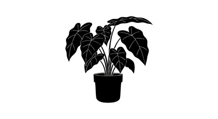 Vector illustration shows an indoor Alocasia plant with large leaves in a pot, rendered in black silhouette style, simple and elegant design. Calm.のイラスト素材
