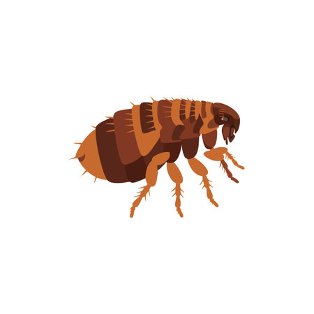 Illustration shows a brown flea insect in side view with detailed legs and body segments in vector...