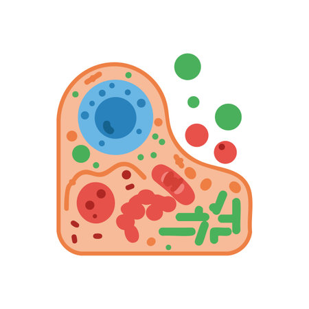 This vector shows an animal cell with detailed organelles in vibrant colors for educational use in biology lessons. Informative and clear.のイラスト素材