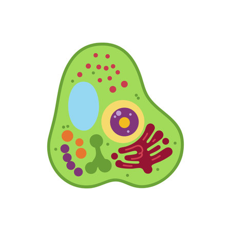 Vector illustration of a plant cell showing major organelles with green, red, purple, and blue colors in flat style, educational and clear.のイラスト素材