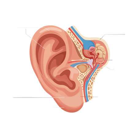 This vector illustration displays the detailed human ear anatomy with labeled inner and outer ear parts in a clear educational style, informative mood.のイラスト素材