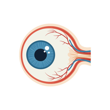 Vector illustration shows human eye cross section with retina, optic nerve, and blood vessels in clear detail. Scientific educational medical concept. Informative mood.のイラスト素材