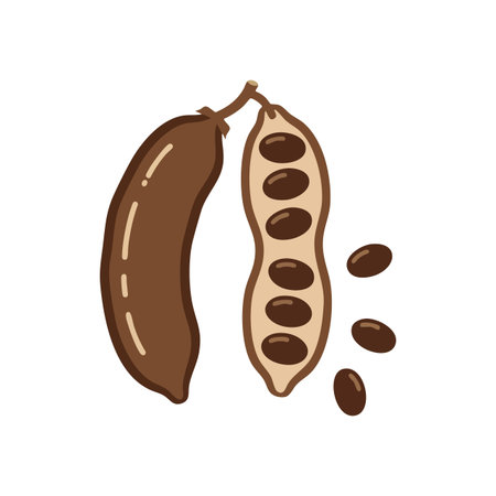 Illustration shows tamarind fruit pod with seeds arranged in and outside the pod in brown shades, natural and simple style, calm mood.のイラスト素材