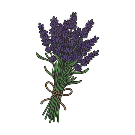 Illustration shows a tied bouquet of lavender flowers with green stems and purple petals in a simple style. Calm and natural mood.のイラスト素材