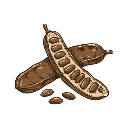 Illustration shows two carob pods with one open revealing seeds in natural brown tones. Detailed, rustic, and organic mood.のイラスト素材