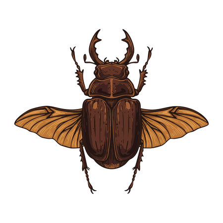 Detailed vector illustration of a brown stag beetle with spread wings shown from above, emphasizing natural textures and anatomy, realistic and scientific.のイラスト素材