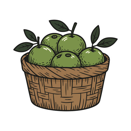Basket contains several fresh green apples with leaves, depicted in a hand drawn style, representing healthy fruit food concept. Cheerful.のイラスト素材