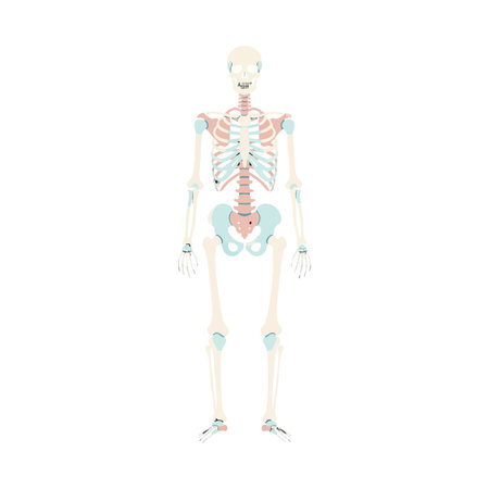 Vector illustration shows human skeletal system with detailed bones and joints in soft colors on...