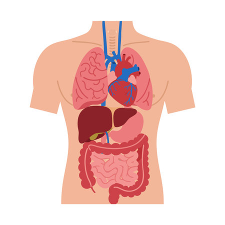 Illustration shows human internal organs including heart, lungs, liver, and intestines in a flat style. Medical educational and informative. Clear.のイラスト素材
