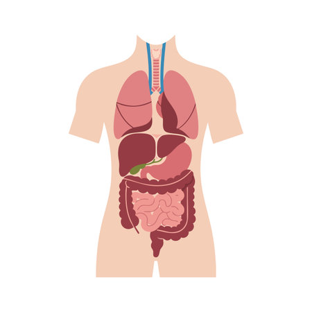 Vector illustration shows human digestive and respiratory systems with internal organs in simple style on white background, informative and clear.のイラスト素材