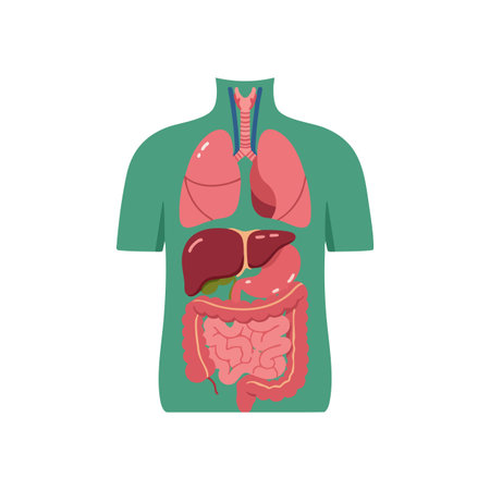 Illustration shows human internal organs including lungs, liver, stomach, and intestines in a simplified anatomical style. Educational and clear.のイラスト素材