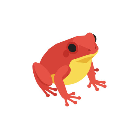 This vector shows a red frog with black eyes and yellow belly, sitting realistically on a white background, giving a natural and lively mood.のイラスト素材