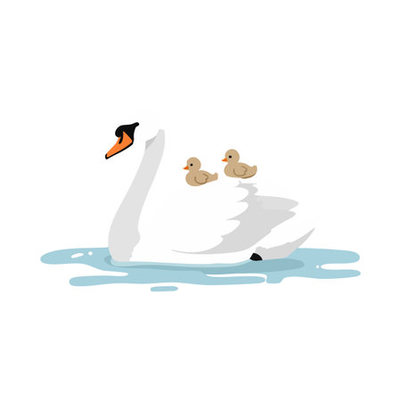 Illustration shows a white swan carrying two beige ducklings on its back while floating on light blue water, creating a peaceful scene.のイラスト素材