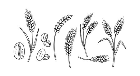 Vector illustration shows various wheat ears and seeds in black and white line art style with clear botanical details, simple and natural mood.のイラスト素材