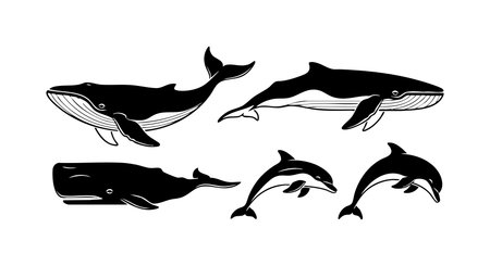 This vector features black and white whale and dolphin silhouettes swimming in various poses, representing marine life in a simple and elegant style. Calm and natural.のイラスト素材