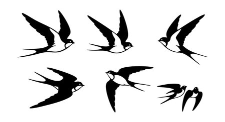 Vector illustration shows six black swallow bird silhouettes flying in different flight poses on a white background. Dynamic and lively.のイラスト素材