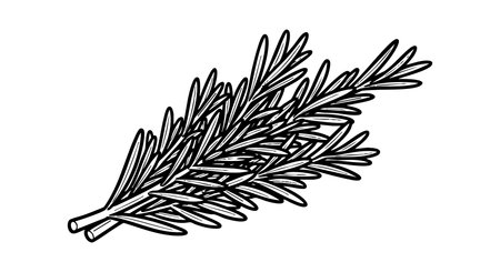 Illustration shows a rosemary herb branch in black and white sketch style, emphasizing natural botanical detail, simple and clean mood.のイラスト素材
