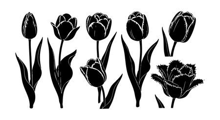 This vector features black and white tulip flower silhouettes with elegant shapes and detailed leaves, perfect for floral design and decorative projects. Simple, stylish, artistic.のイラスト素材