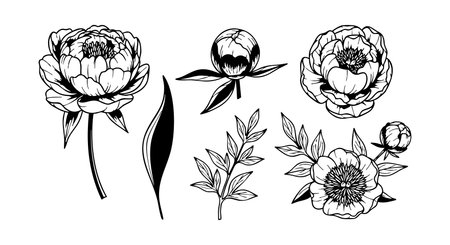 This vector shows detailed black line art of peony flowers, buds, and leaves arranged for botanical decoration and design purposes, highlighting elegant natural beauty and botanical style. Calm.のイラスト素材