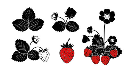 Vector illustration shows strawberry plant parts including leaves, flowers, and red ripe strawberries in silhouette style, highlighting natural garden elements in a simple design. Cheerful.のイラスト素材