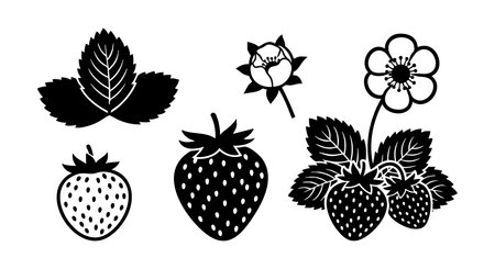 Vector shows black silhouettes of strawberry fruits, leaves, flowers, and buds in a clear graphic style. The design has a simple, natural, and bold appearance. Calm mood.のイラスト素材