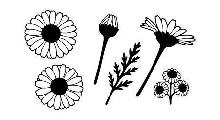 This vector set features detailed black and white daisy flowers with petals and leaves, perfect for decoration and design projects, presenting a clean and classic botanical style, elegant.のイラスト素材