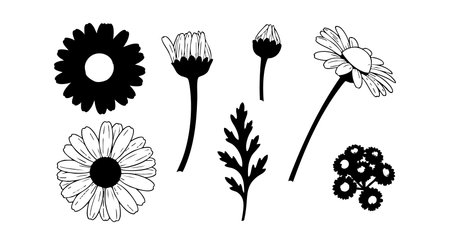 This vector features black and white daisy flowers in various stages alongside a leaf silhouette, presented in a simple, elegant style. The design feels classic and clean.のイラスト素材