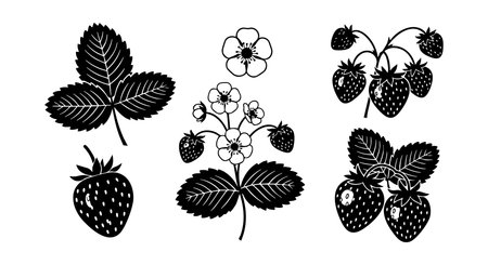 Black silhouette vector shows various strawberry plant parts including leaves, flowers, and fruit in a botanical style. Clean, natural, and minimalistic composition. Calm mood.のイラスト素材