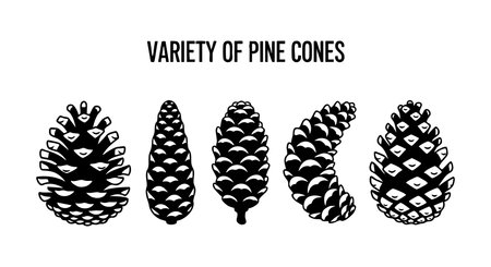 This vector shows a collection of five different pine cones in black and white silhouette style, highlighting natural botanical shapes for design use, simple and elegant mood.のイラスト素材