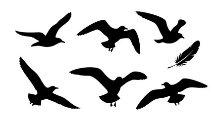 This vector shows black silhouette seagulls flying in various poses with one feather nearby, creating a minimalistic and clean design. The image feels calm and airy.のイラスト素材